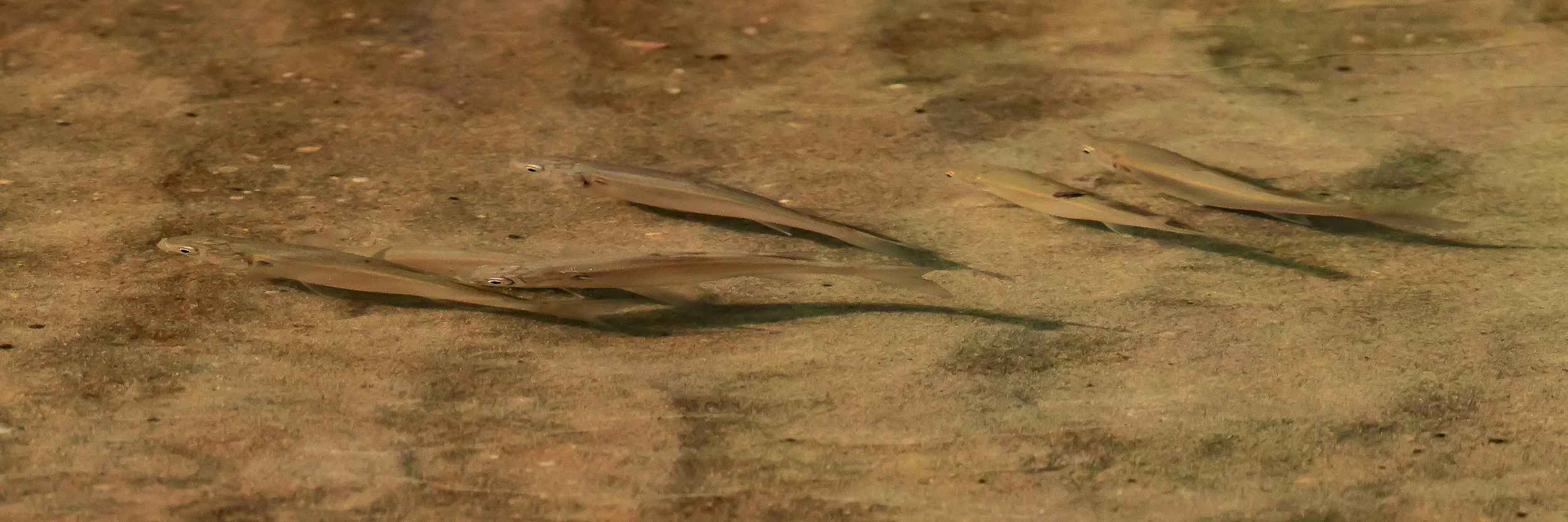 Spirits Bay,-533.JPG