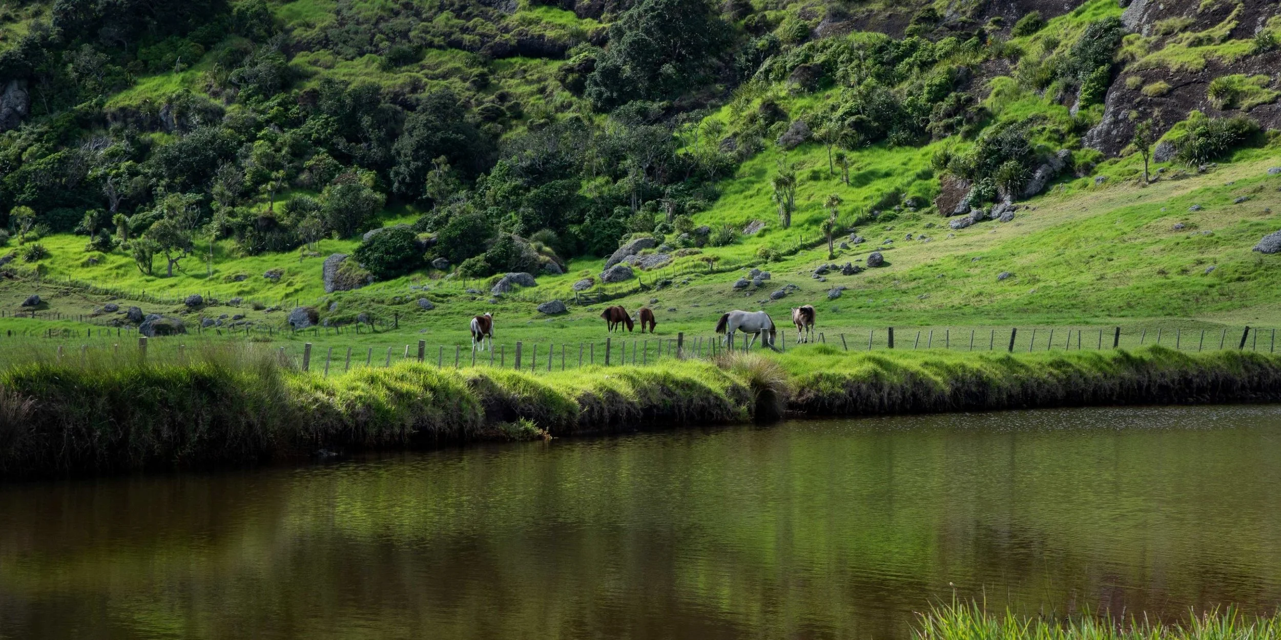 Spirits Bay,Far North,-438.JPG