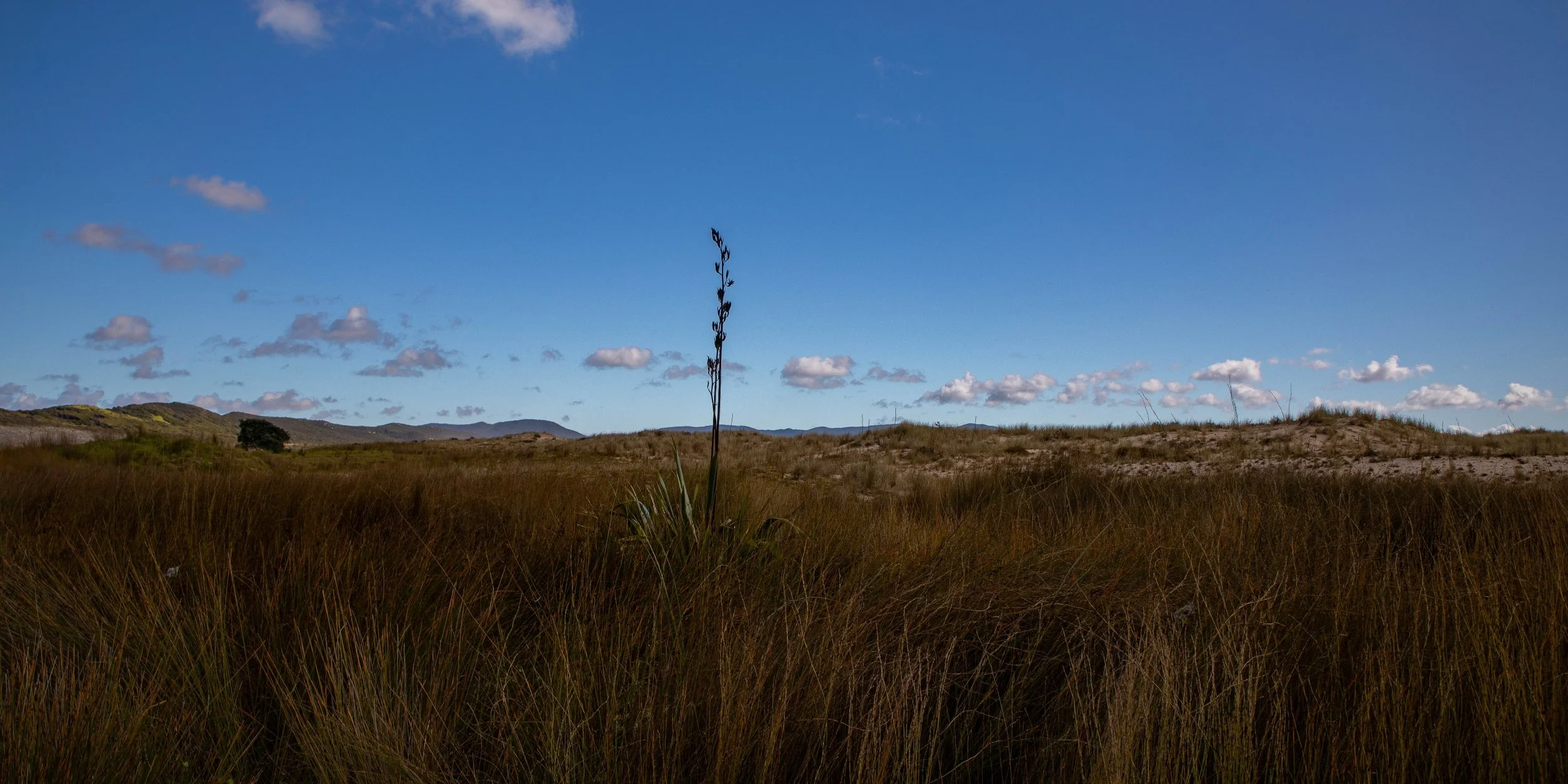 Spirits Bay,Far North,-464.JPG