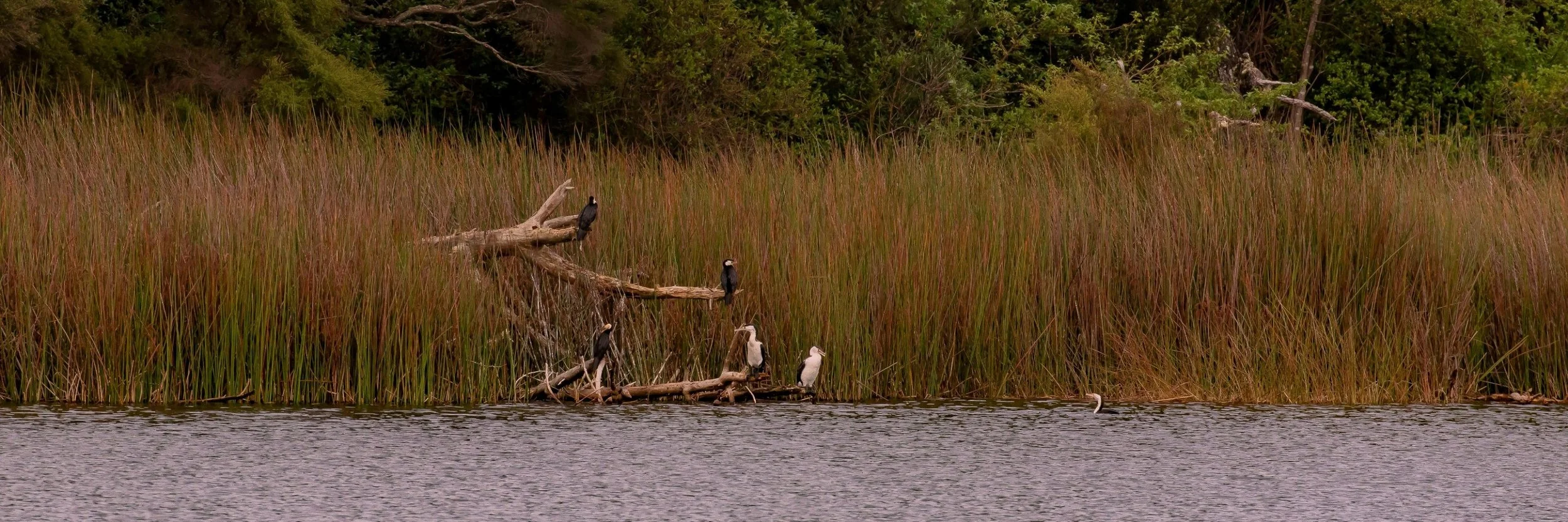 Lake Ototoa,-397.JPG
