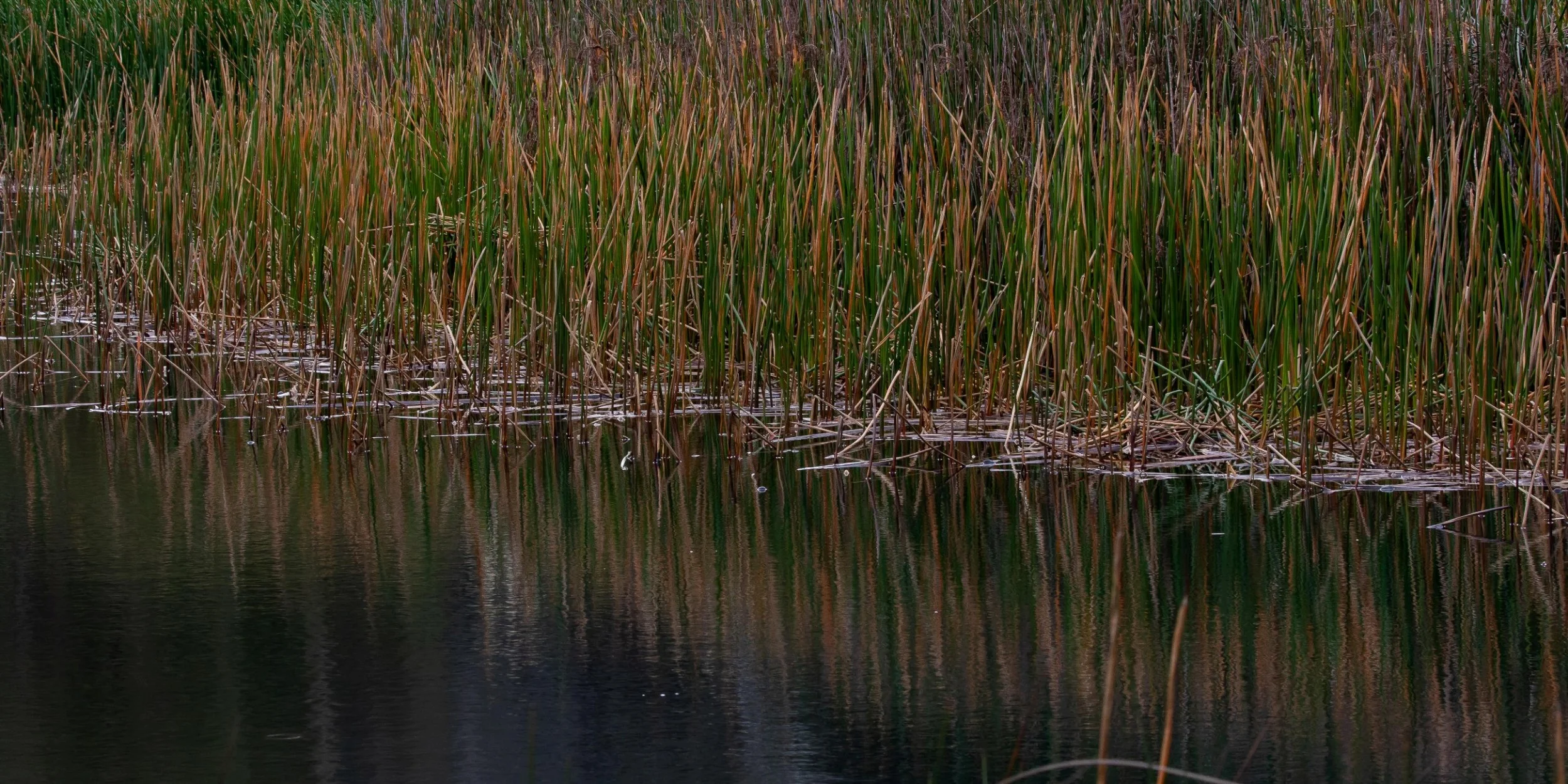 Lake Ototoa,-403.JPG