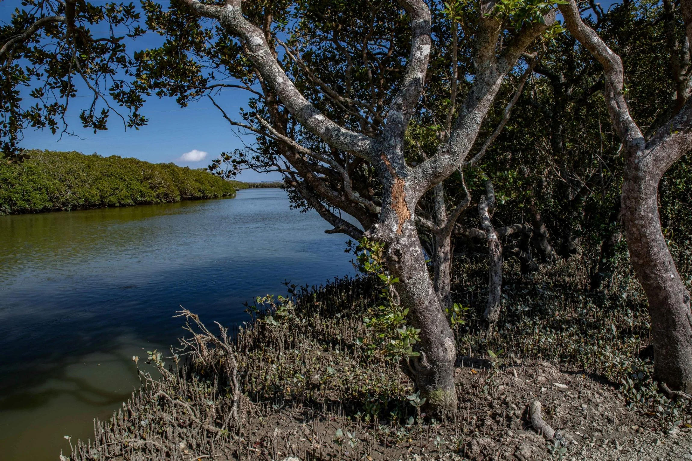 Mangakura,Hoteo River,Kaipara Harbour,-604.JPG