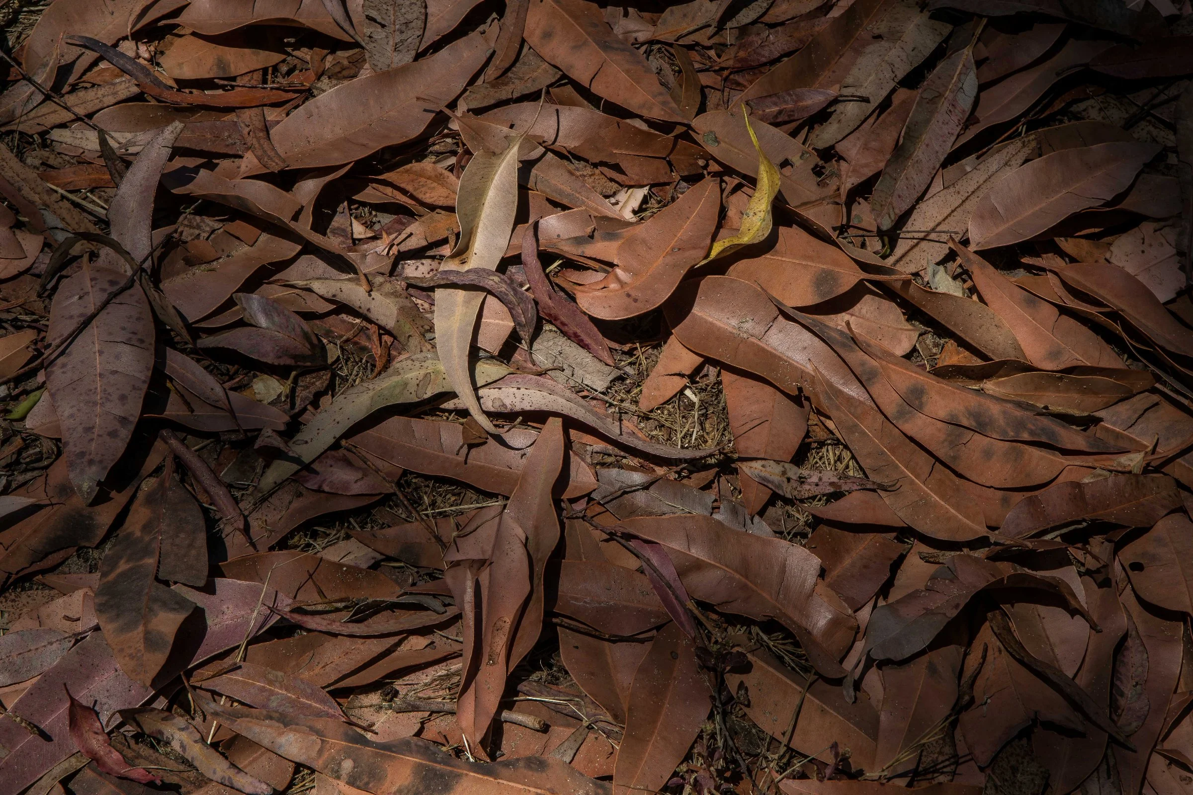 Lake Tomarata,-111.JPG