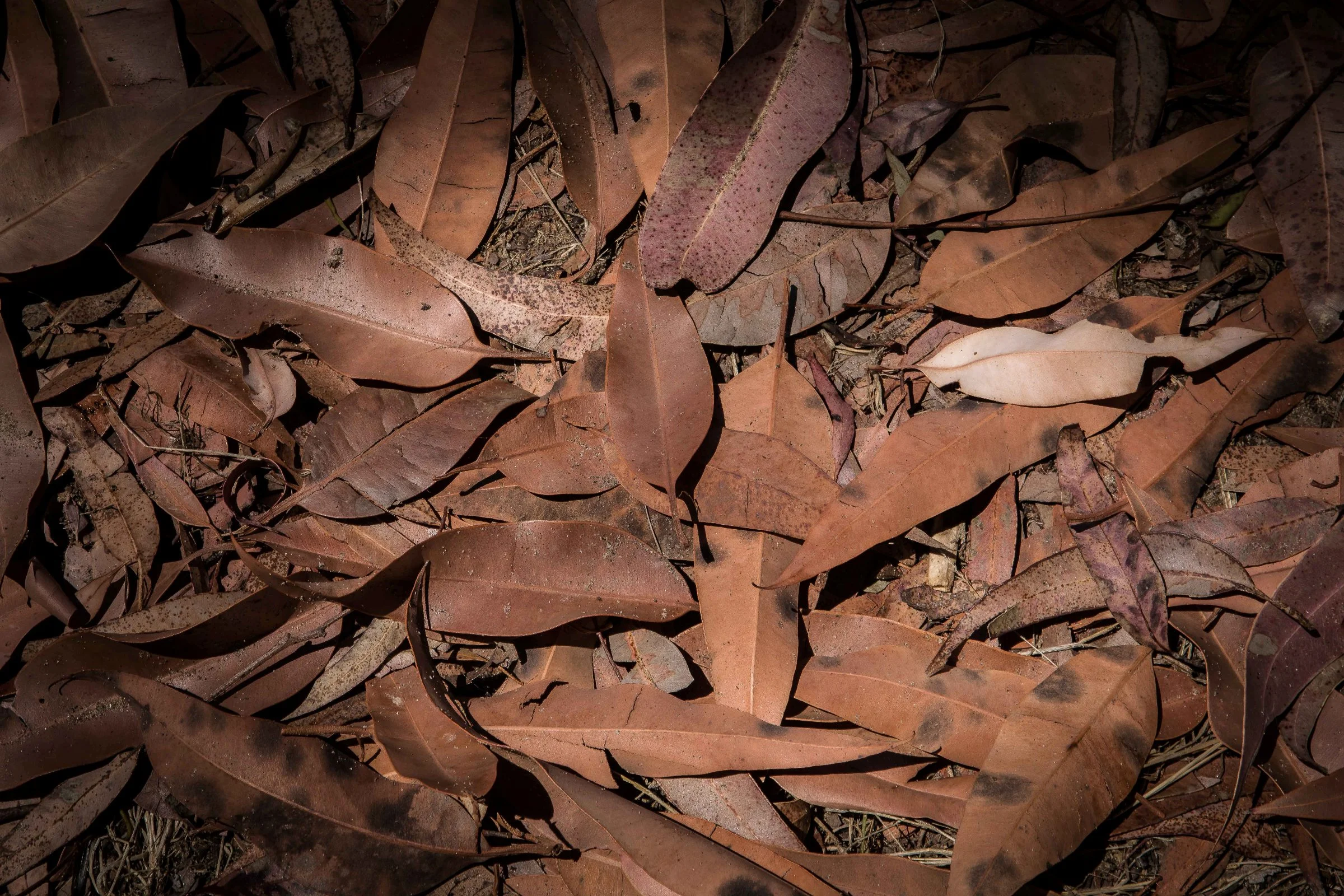 Lake Tomarata,-115.JPG