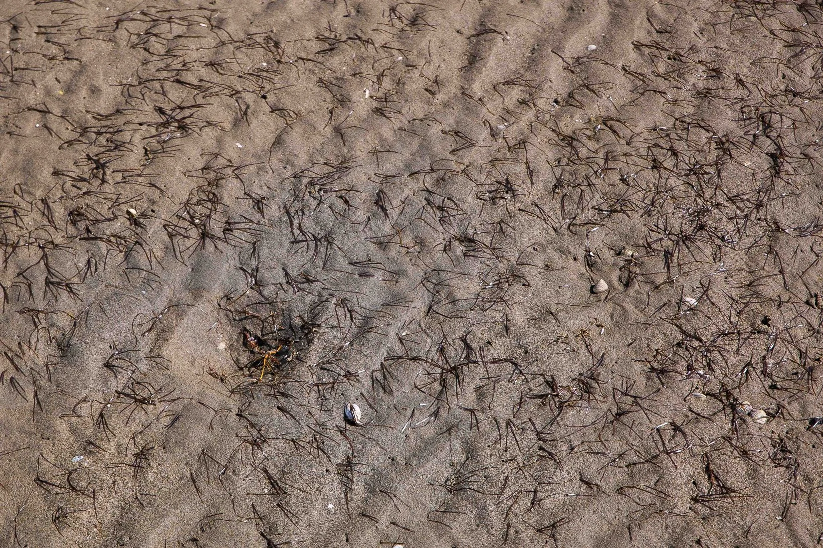 Snells Beach,d-022.jpg