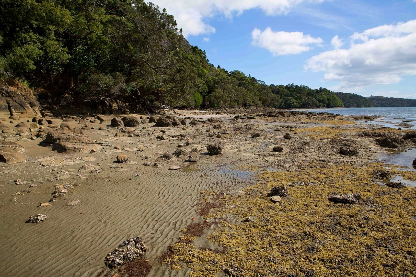 Snells Beach,d-025.jpg