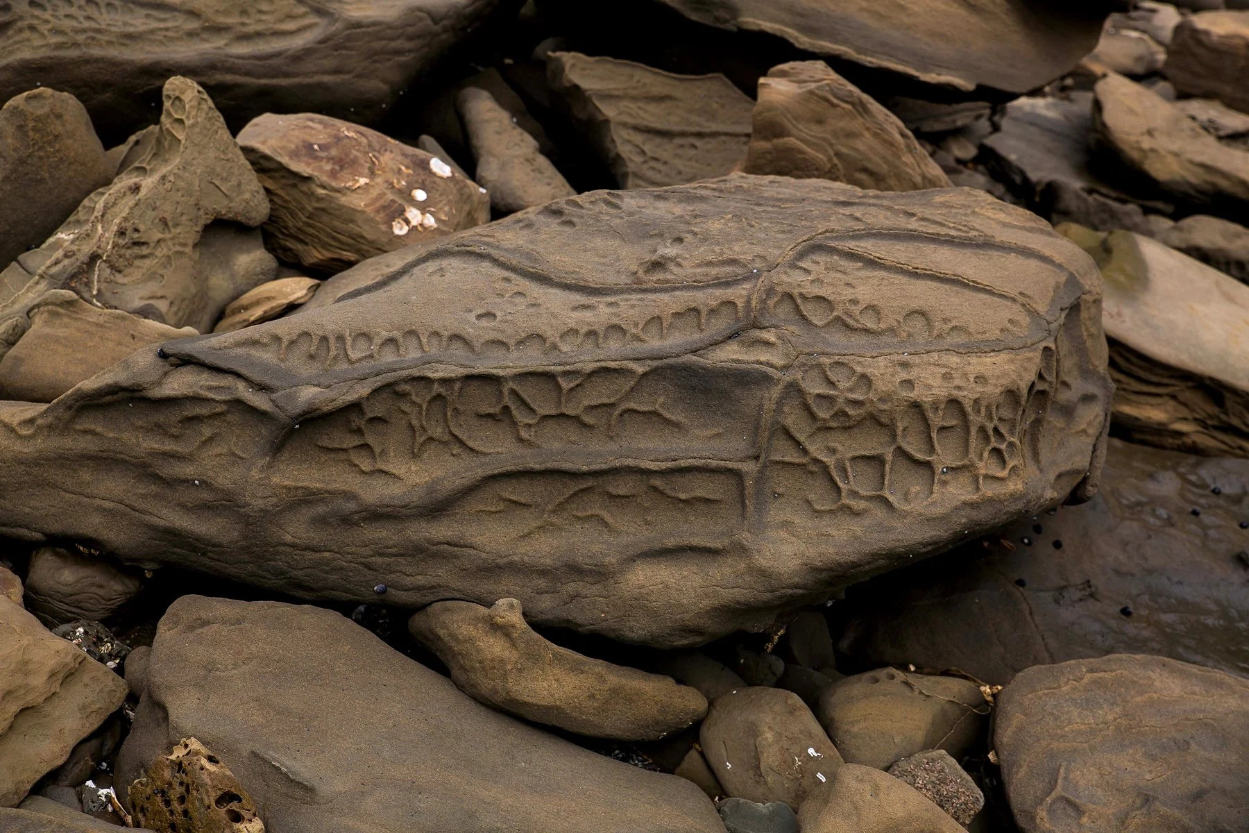 Martins Bay,d-081.jpg