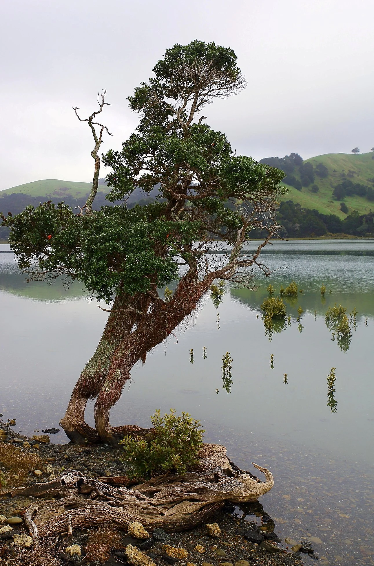 Puhoi River,d069,-.jpg
