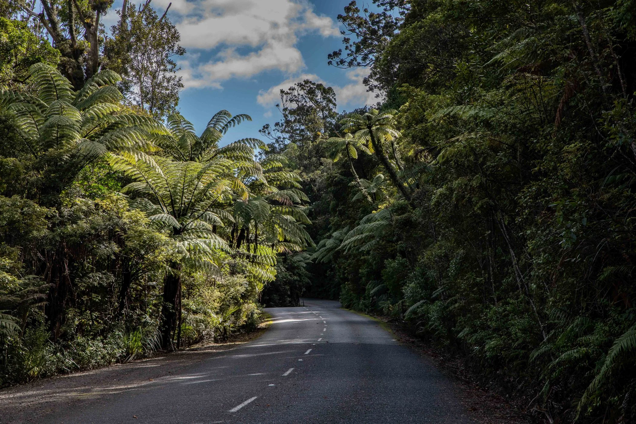 Waipoua Forest,-519.JPG
