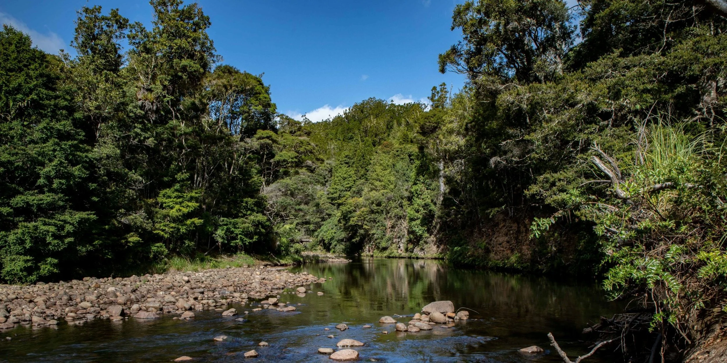 Waipoua Forest,-532.JPG