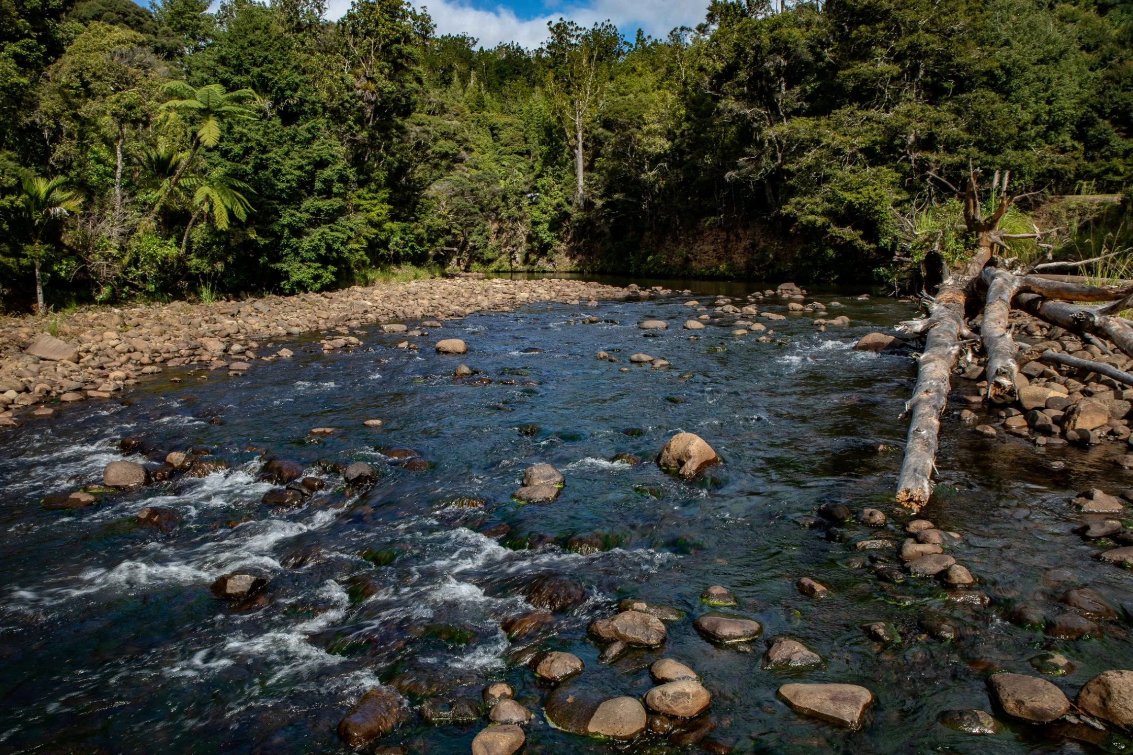 Waipoua Forest,-533.JPG