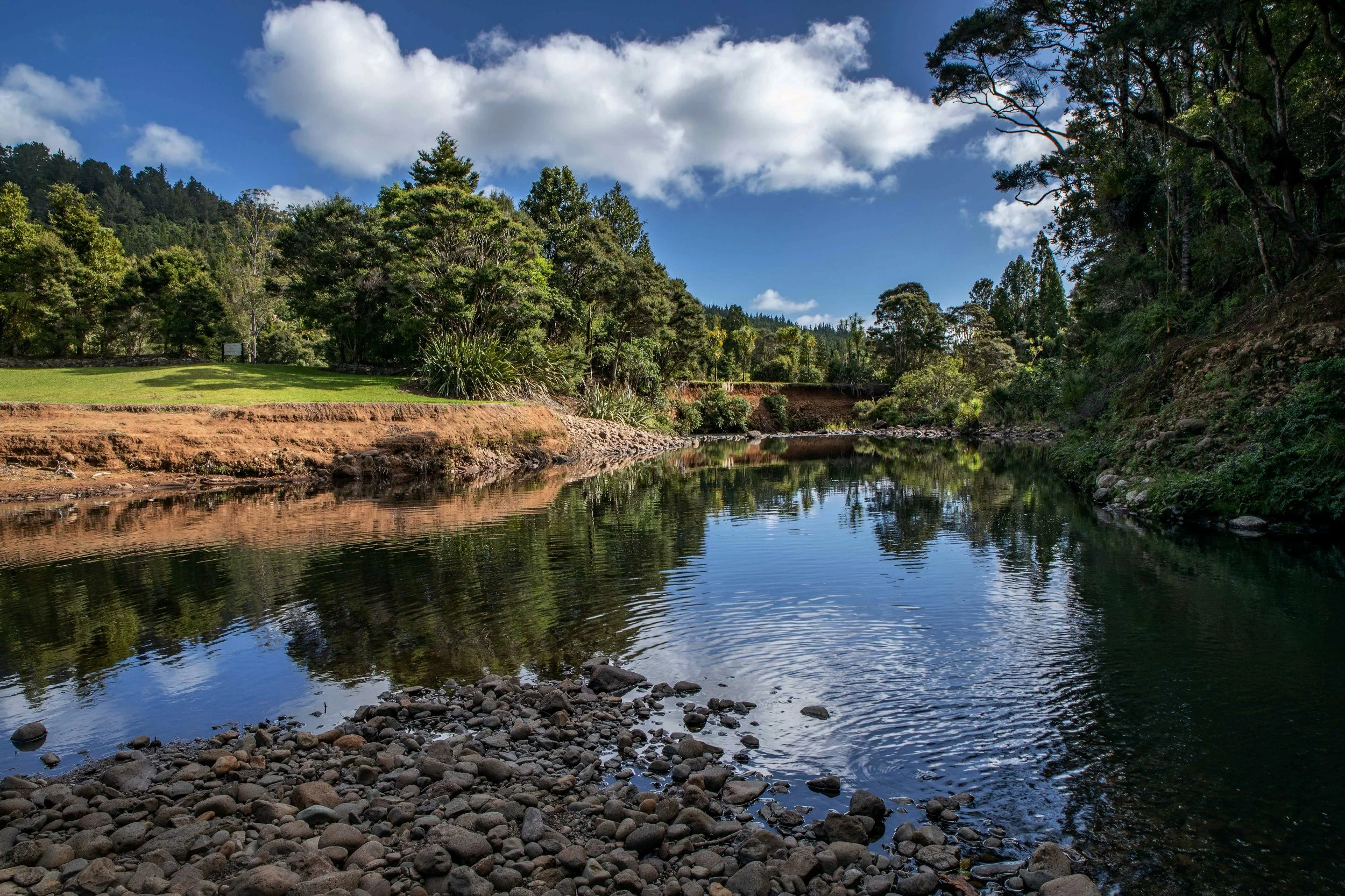 Waipoua Forest,-537.JPG