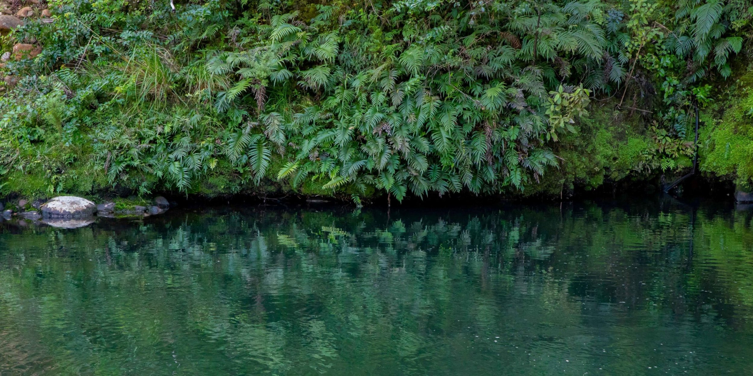 Waipoua Forest,-539.JPG