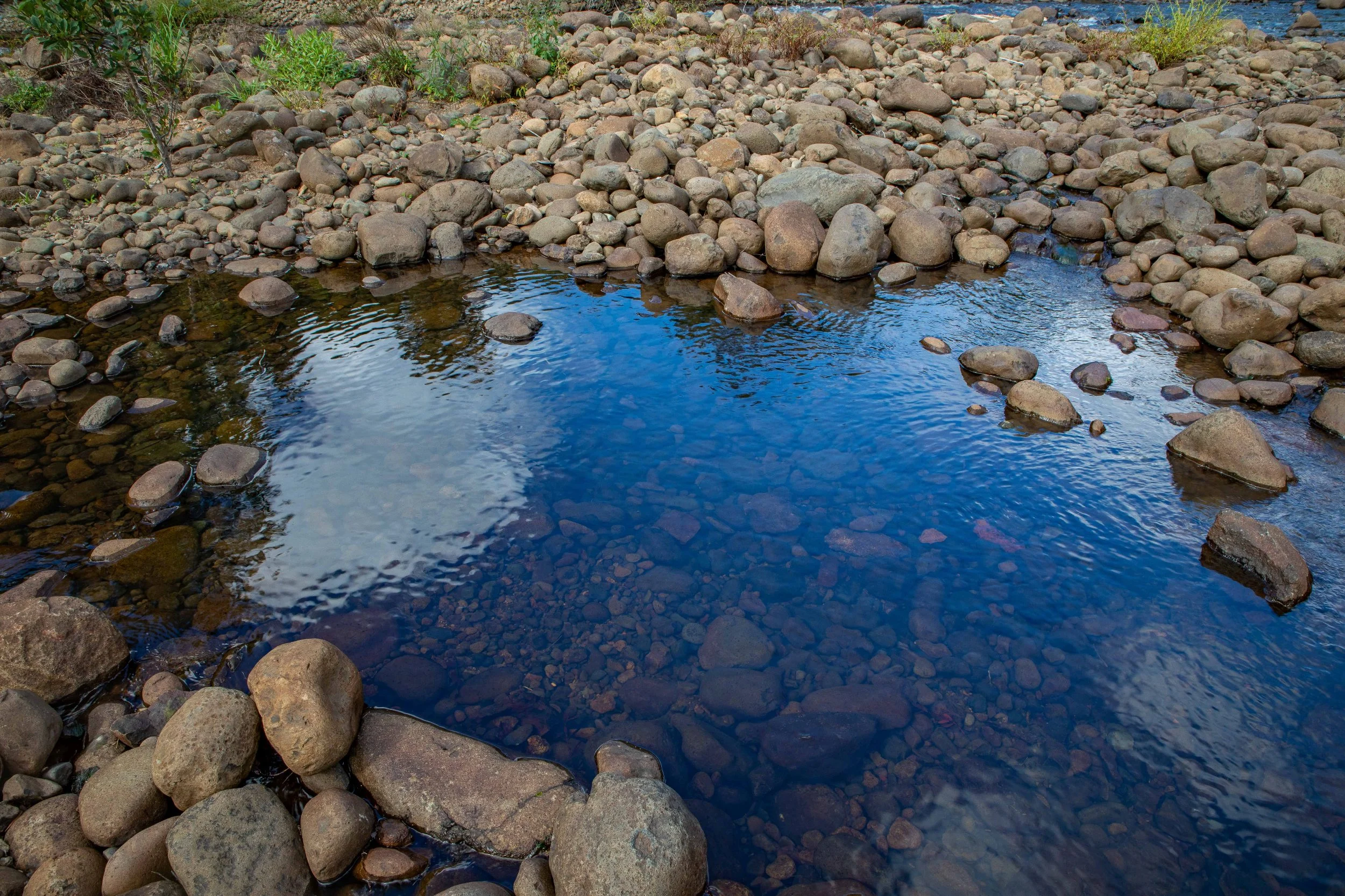 Waipoua Forest,-540.JPG