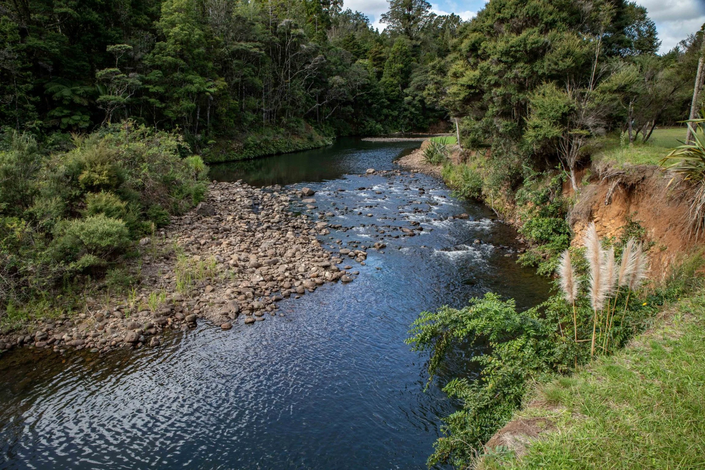Waipoua Forest,-541.JPG