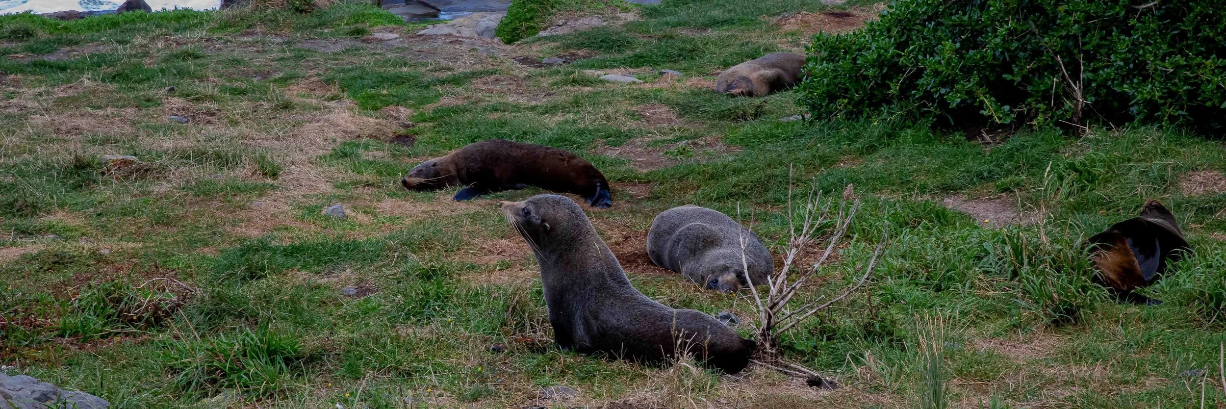 Cape Palliser,-569.JPG