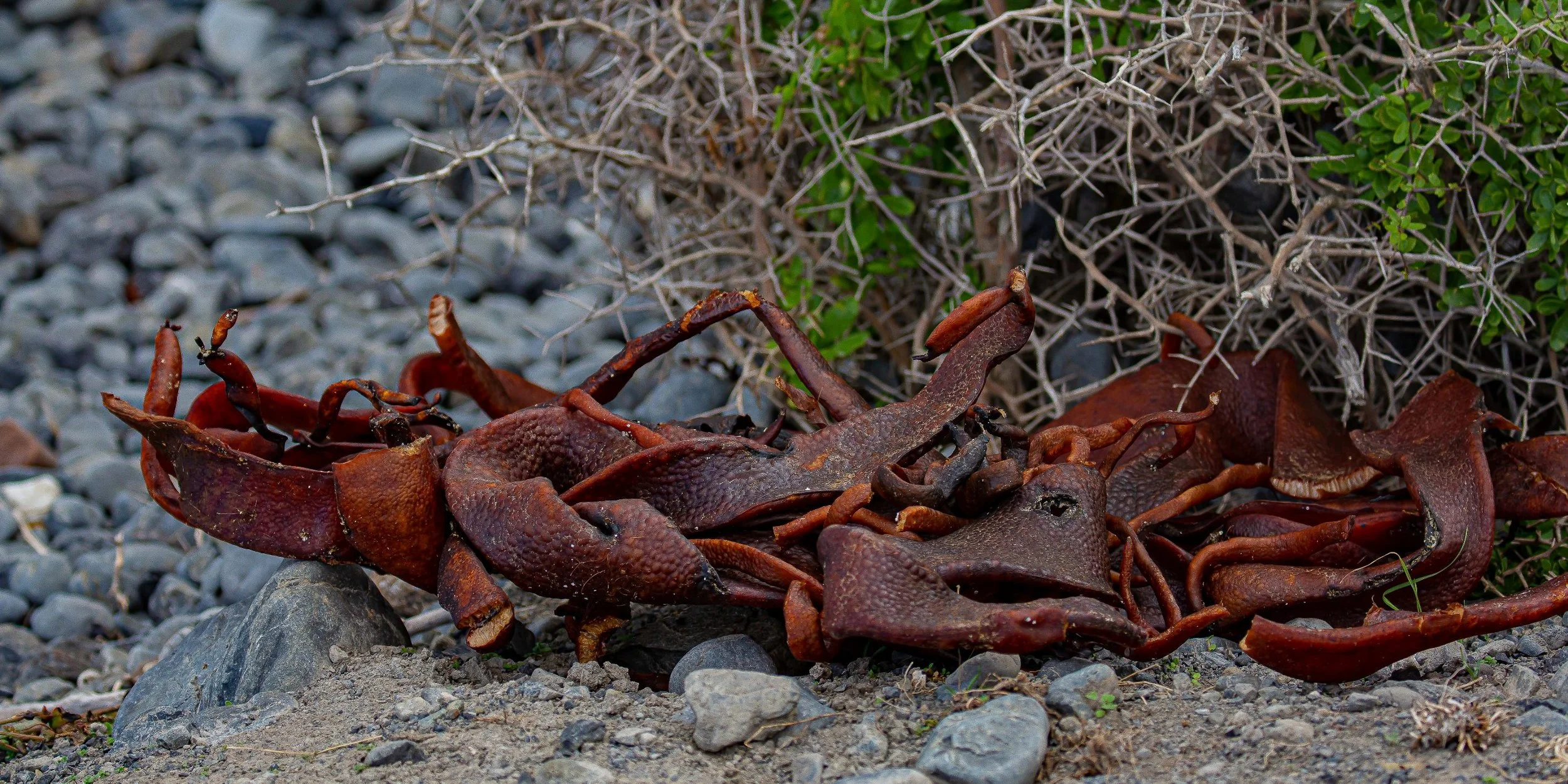 Cape Palliser,-7098.JPG