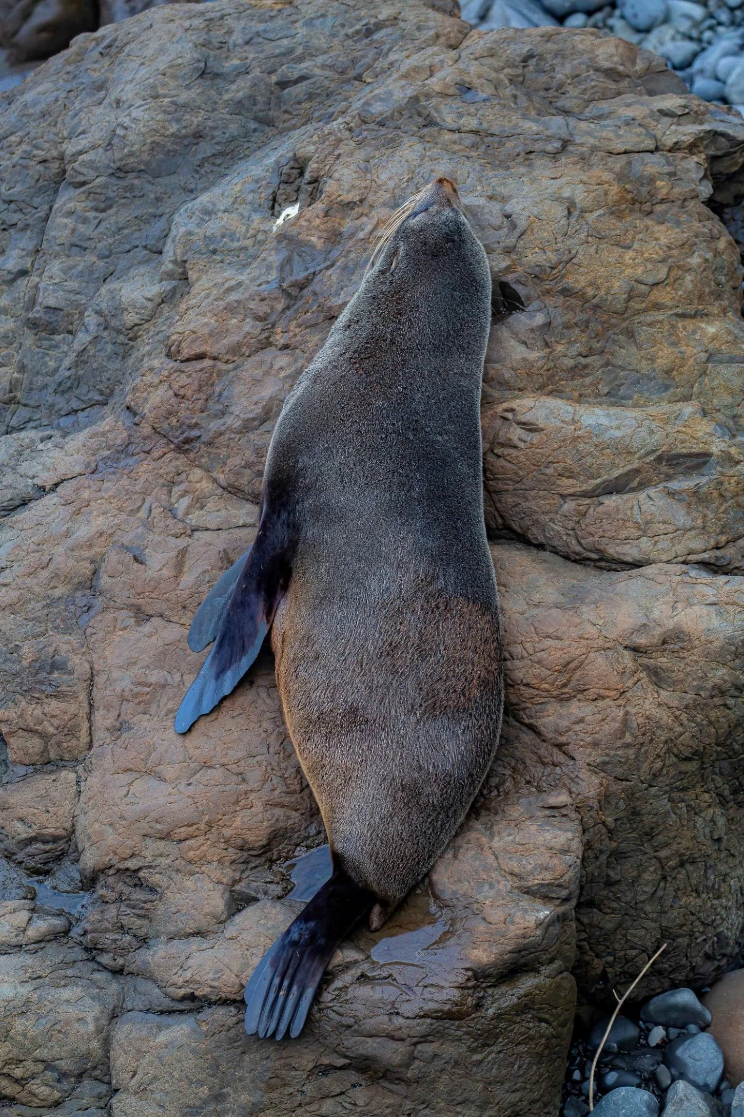 Cape Palliser,Fur Seal,-7089.JPG