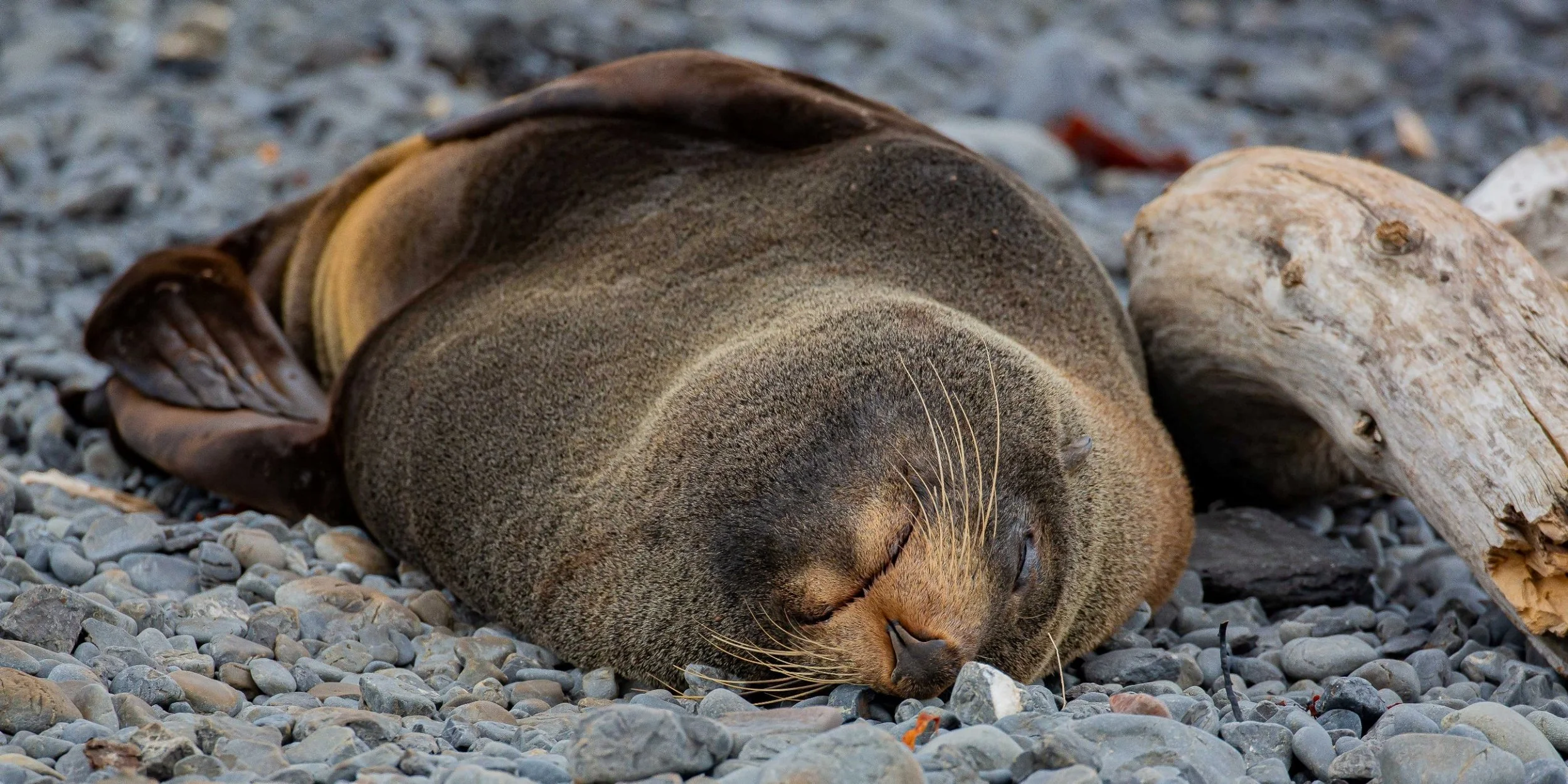 Cape Palliser,Fur Seal,-7105.JPG