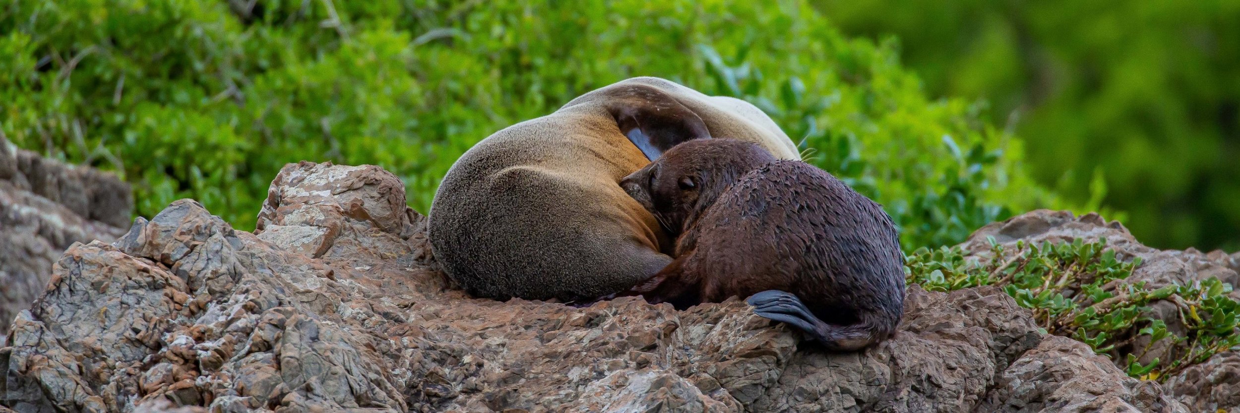 Cape Palliser,Fur Seal,-7140.JPG