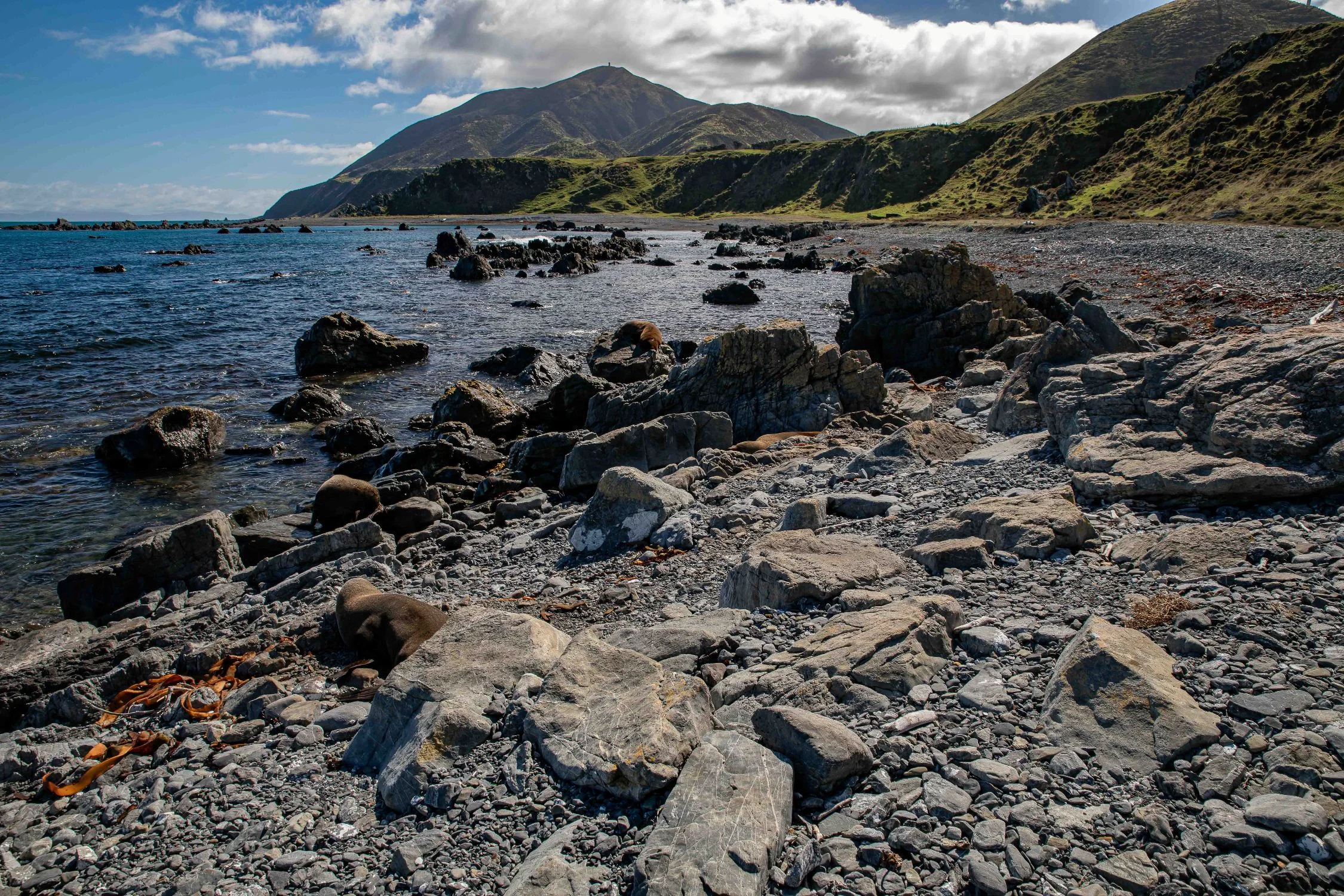 Wellington,Southern Coast,-1088.JPG