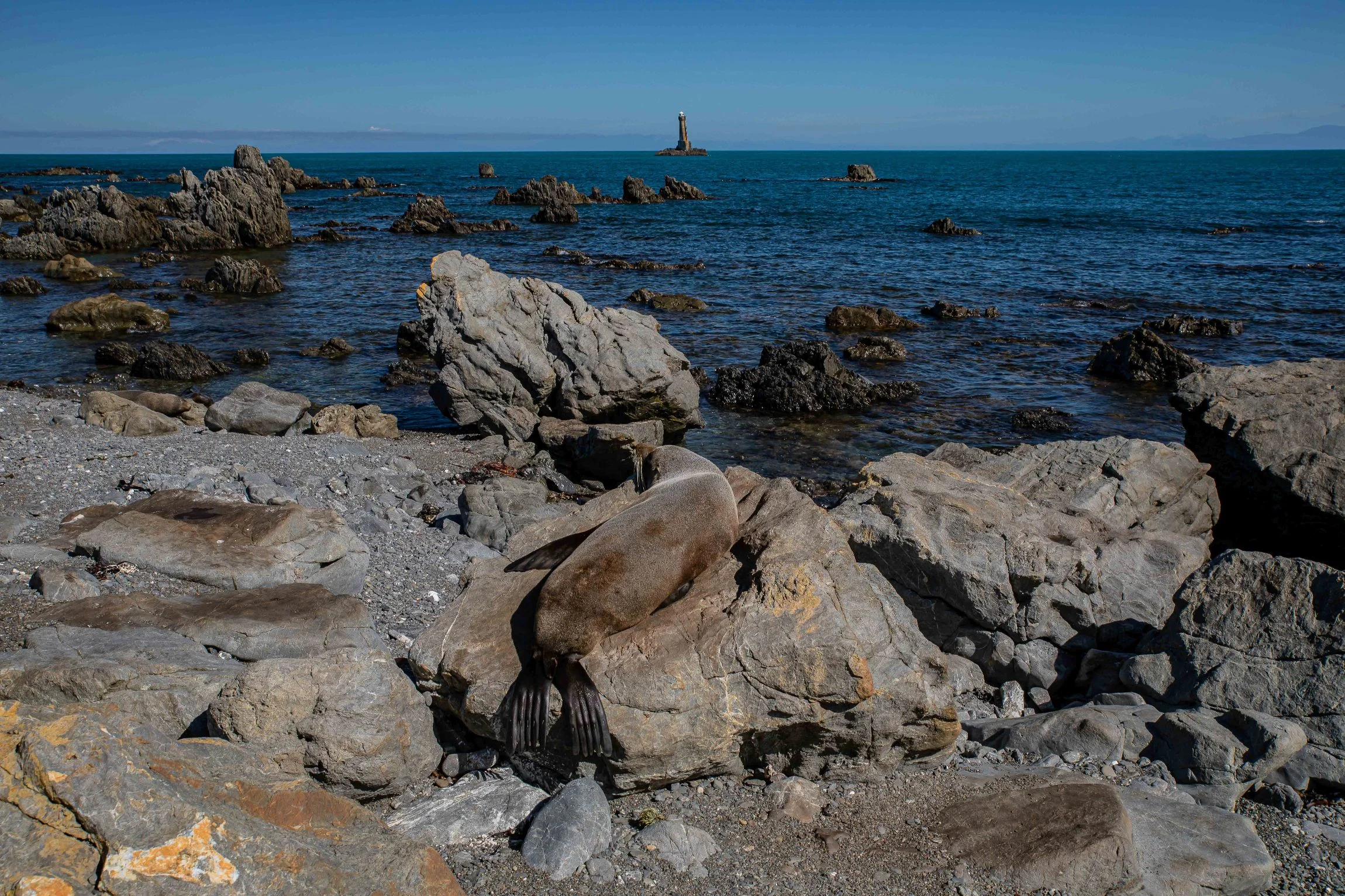 Wellington,Southern Coast,-1091.JPG