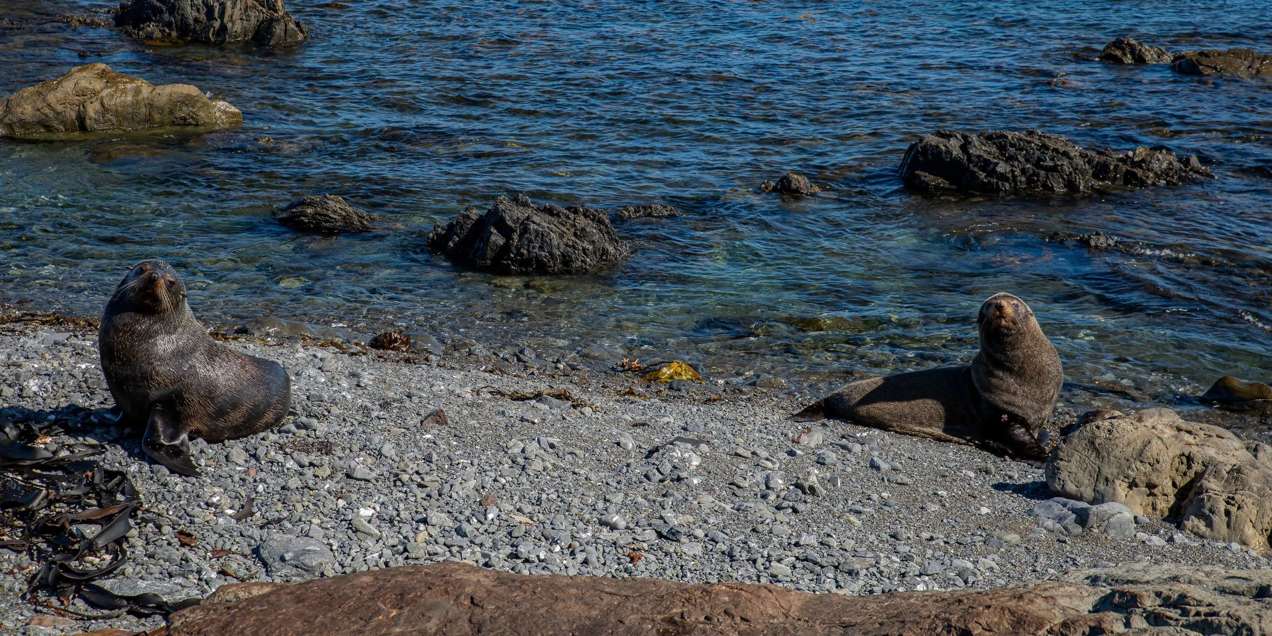 Wellington,Southern Coast,-1094.JPG