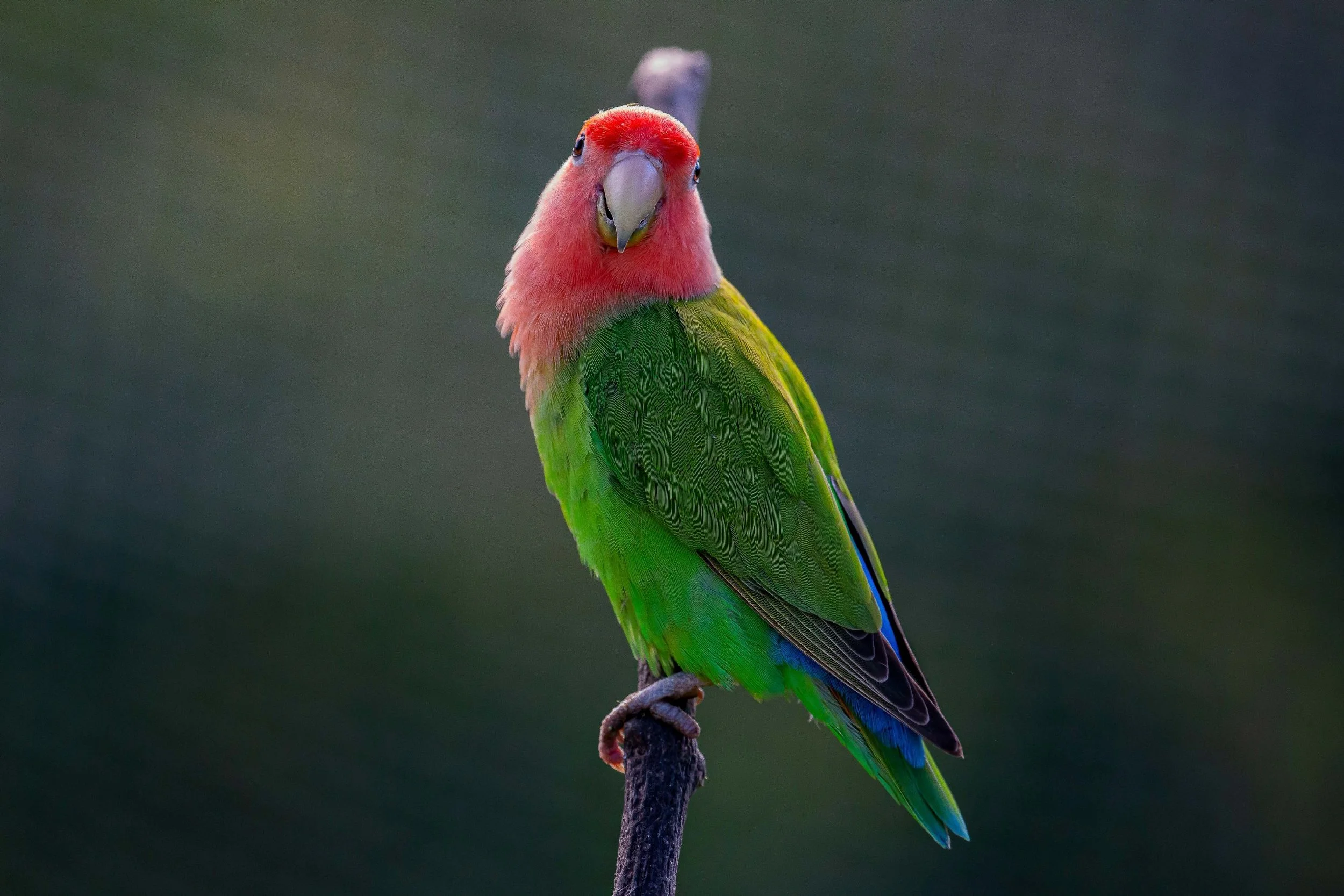 Whanganui,Virginia Lake,-6938.JPG