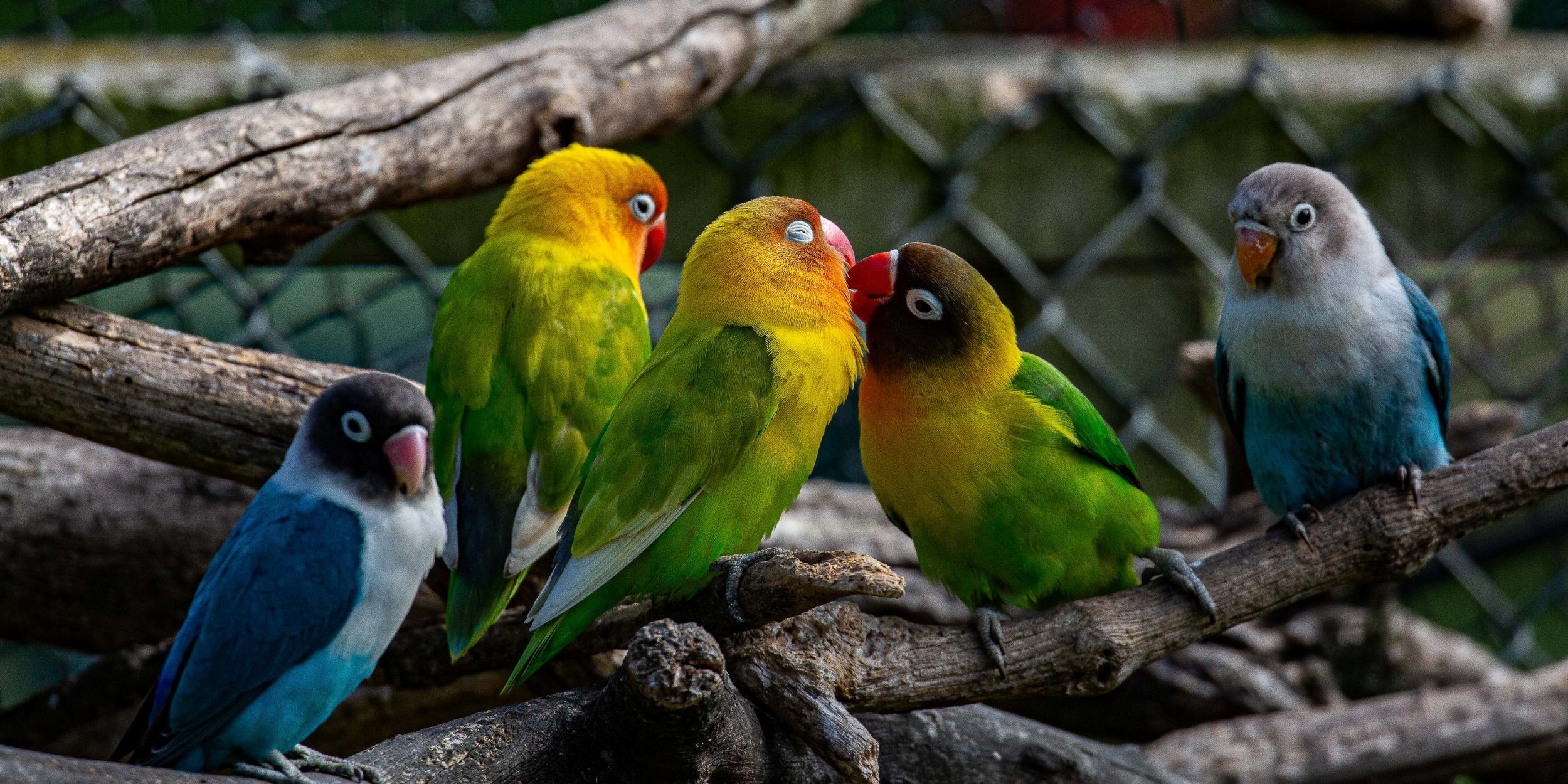 Whanganui,Virginia Lake,-6952.JPG