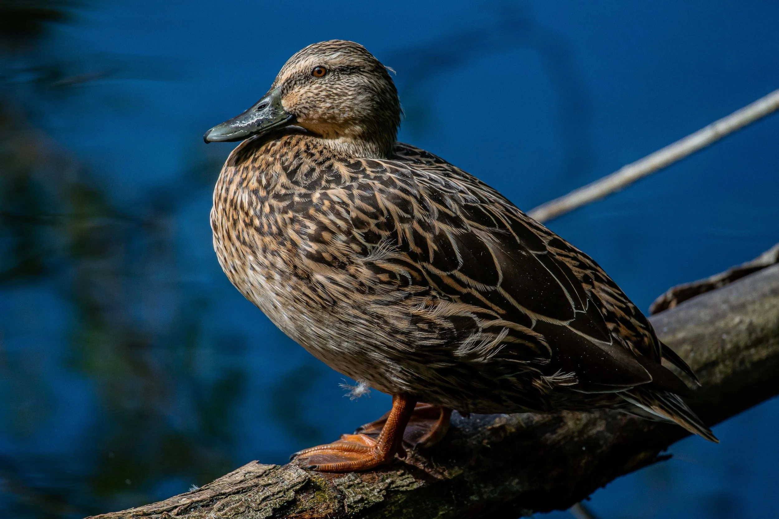Whanganui,Virginia Lake,-6974.JPG