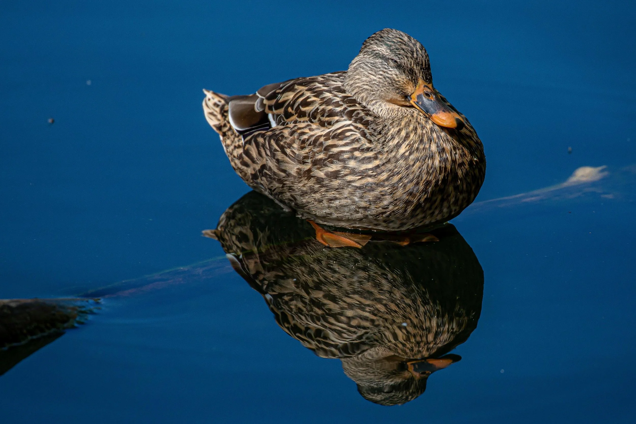 Whanganui,Virginia Lake,-6975.JPG