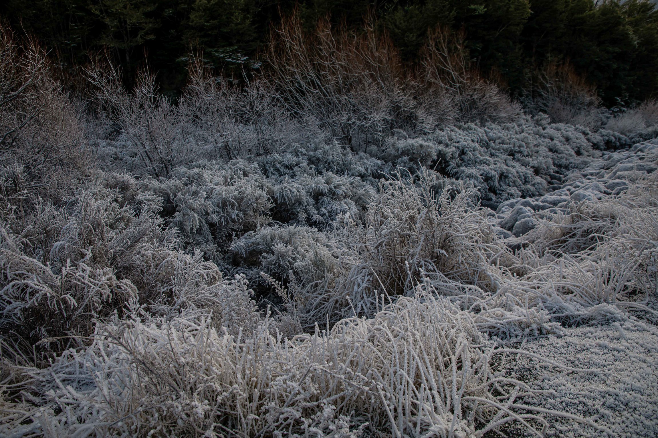 Southern Alps,-927.JPG