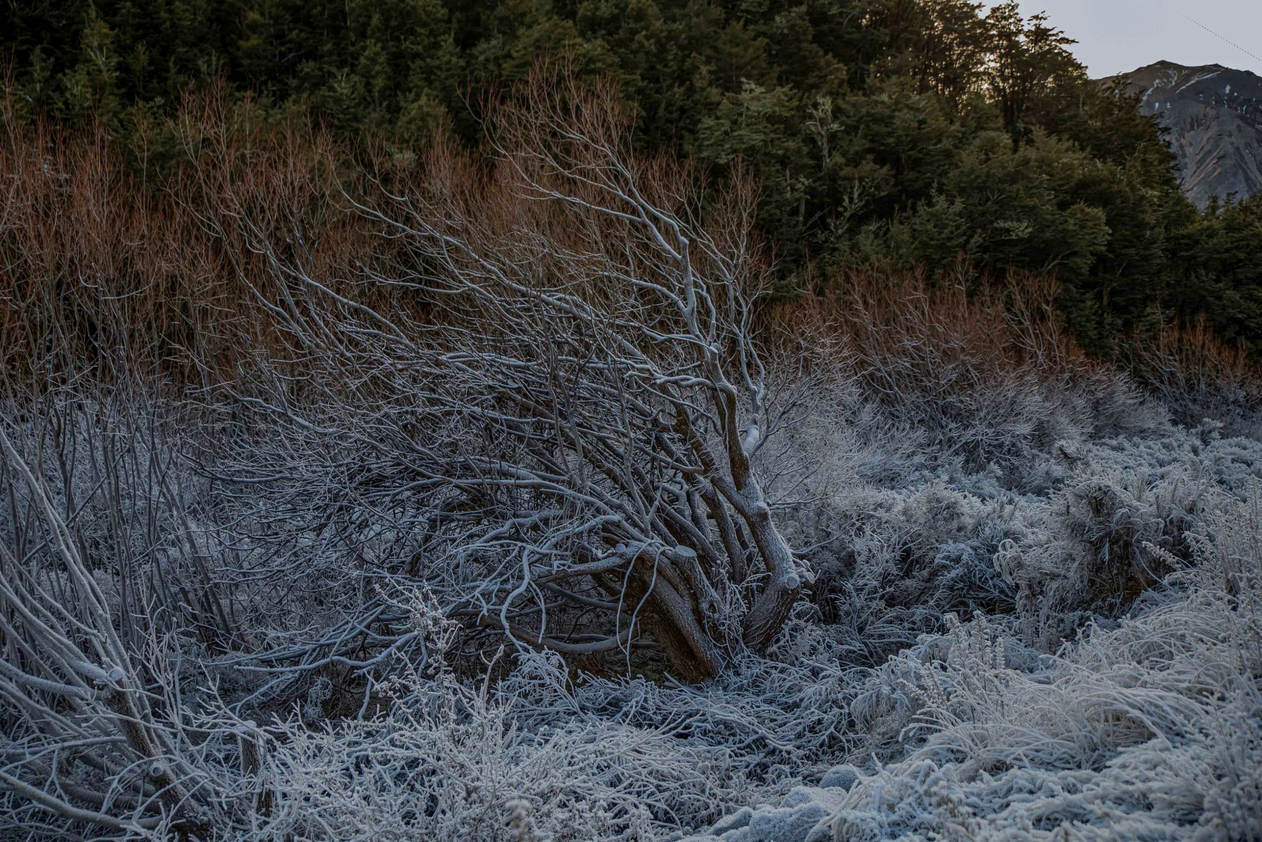Southern Alps,-939.JPG
