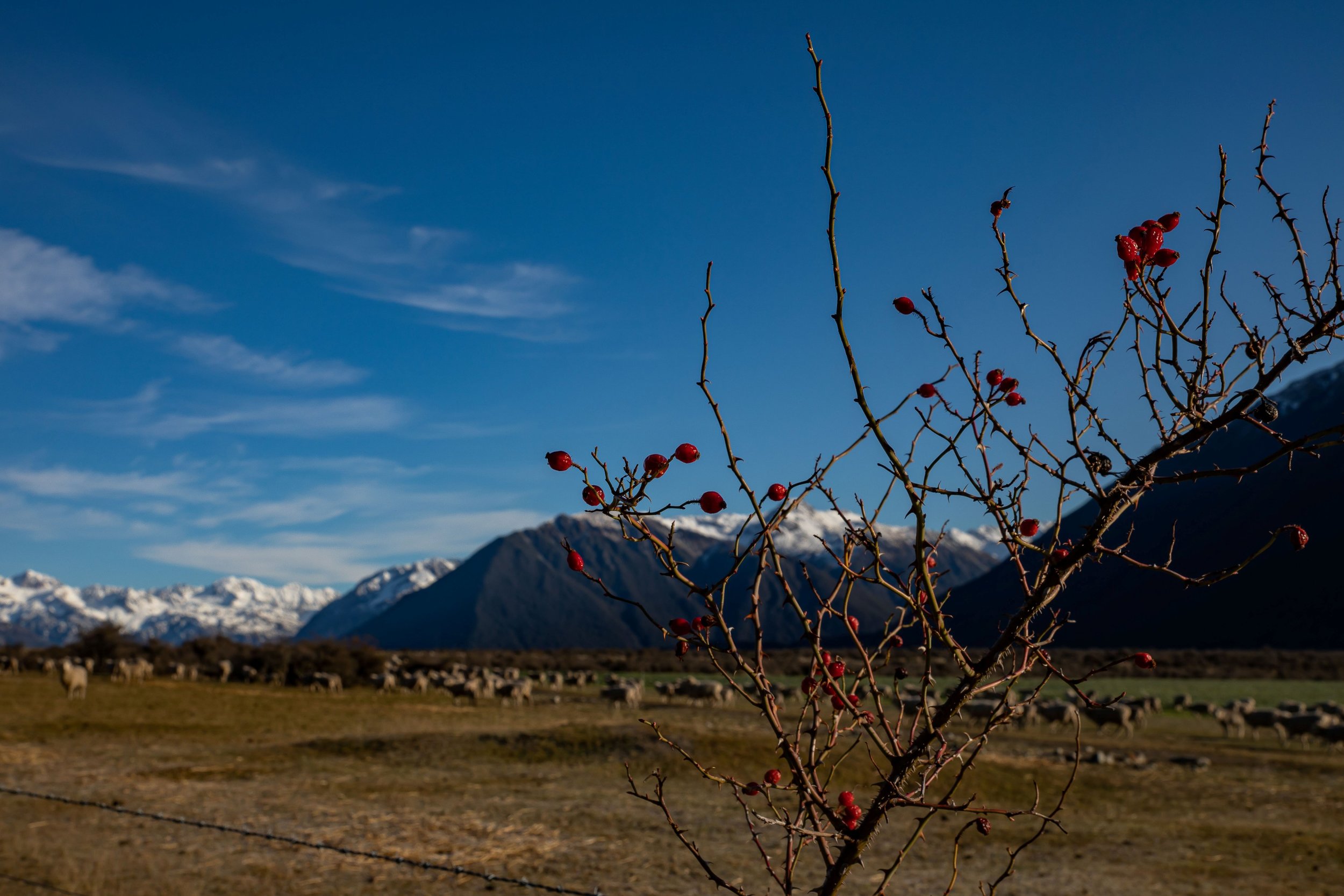 Southern Alps,Waimakariri Valley,-839.JPG