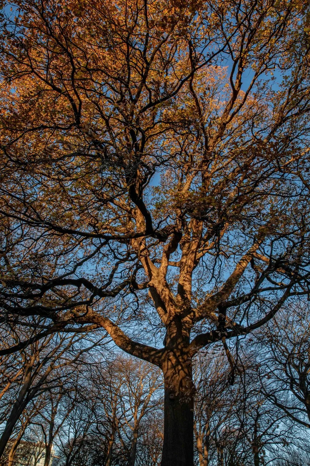 Christchurch,Hagley Park,-017.JPG