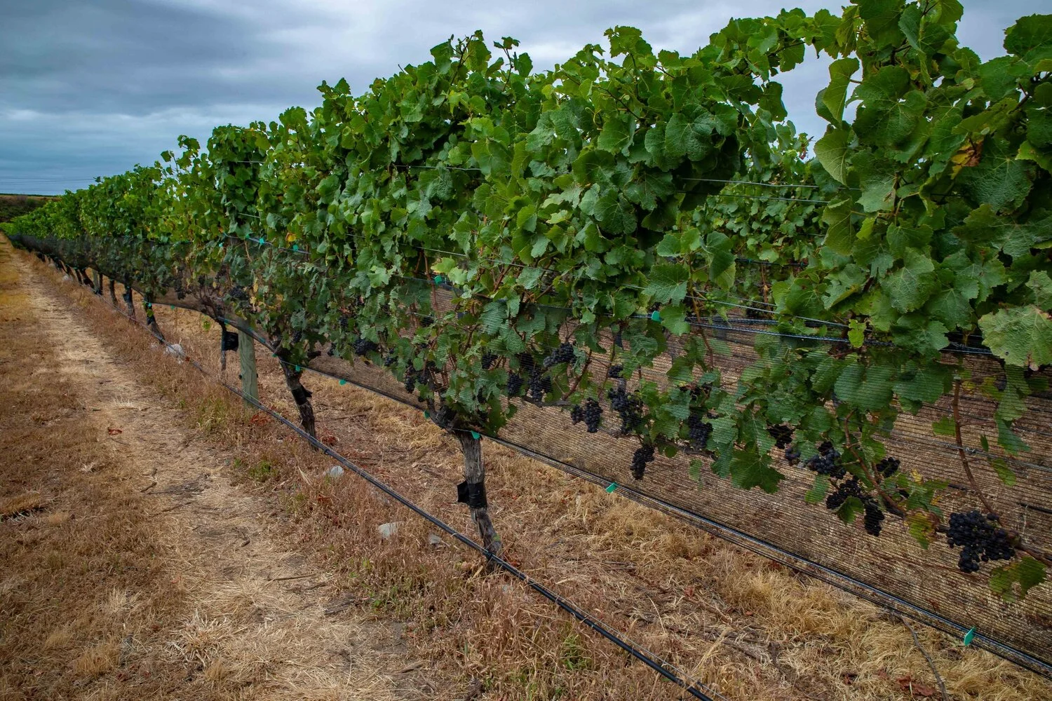Marlborough,Awatere Valley,-146.JPG