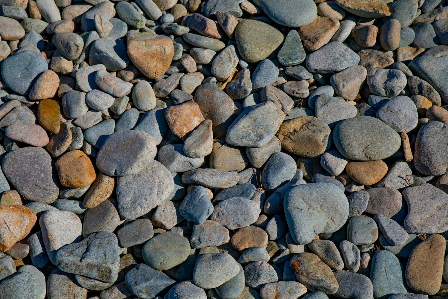 Nelson,Boulder Bank,-228.JPG