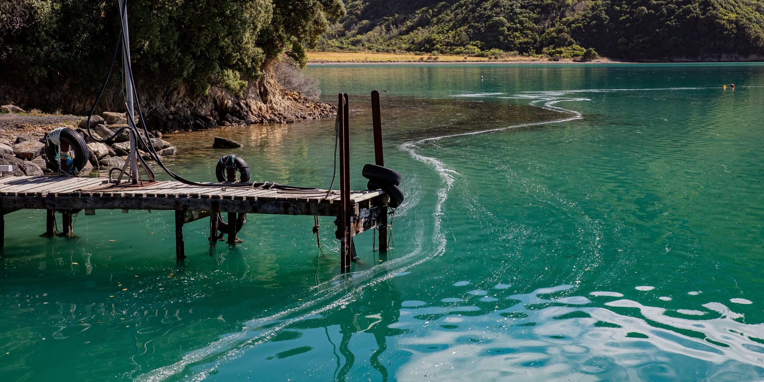 Port Underwood,Oyster Bay,-245.JPG