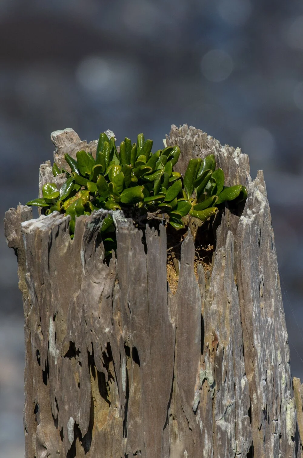Taranaki Coast,-5270.JPG
