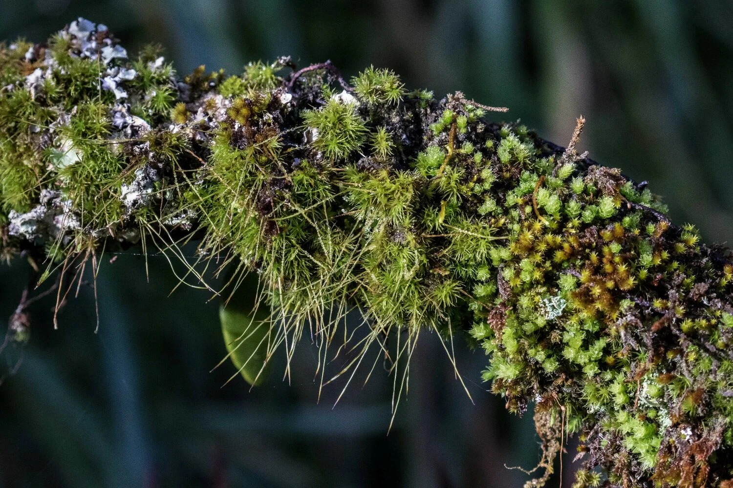 Mt Damper Falls,-4298.JPG