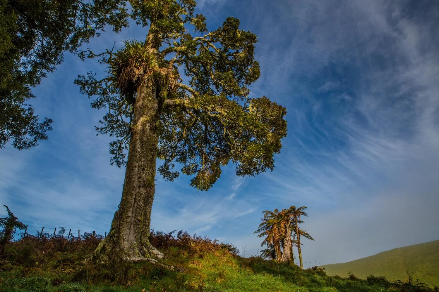 Mt Damper Falls,-5924.JPG