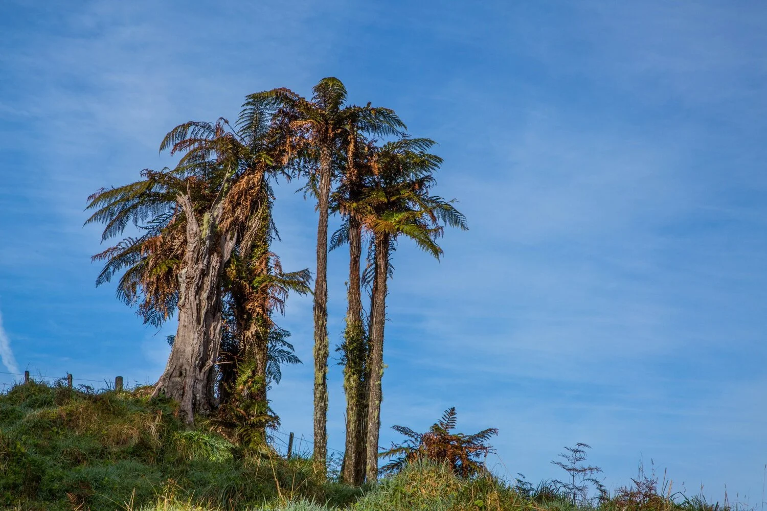 Mt Damper Falls,-5925.JPG