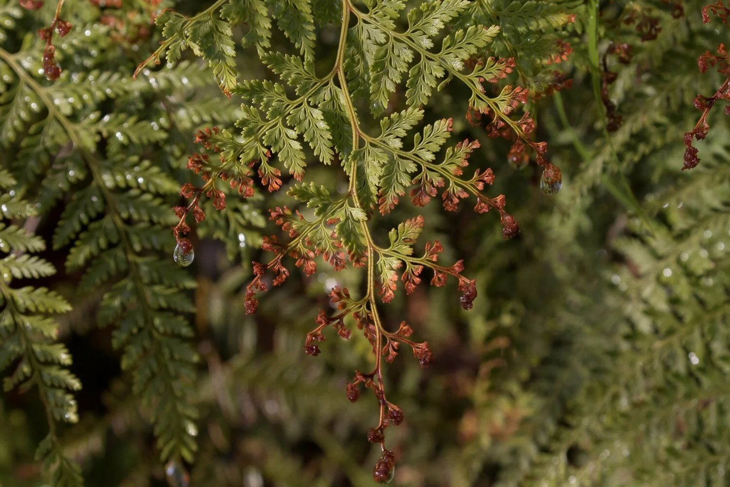 Mt Damper Falls,Hypolepis,-4305.JPG
