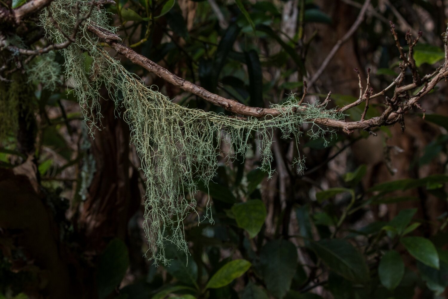 Mt Taranaki,Dawson Falls Tracks,-5214.JPG