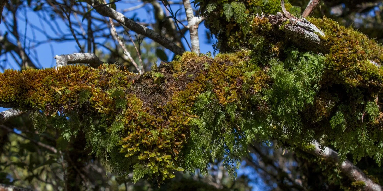 Mt Taranaki,Dawson Falls Tracks,-5223.JPG