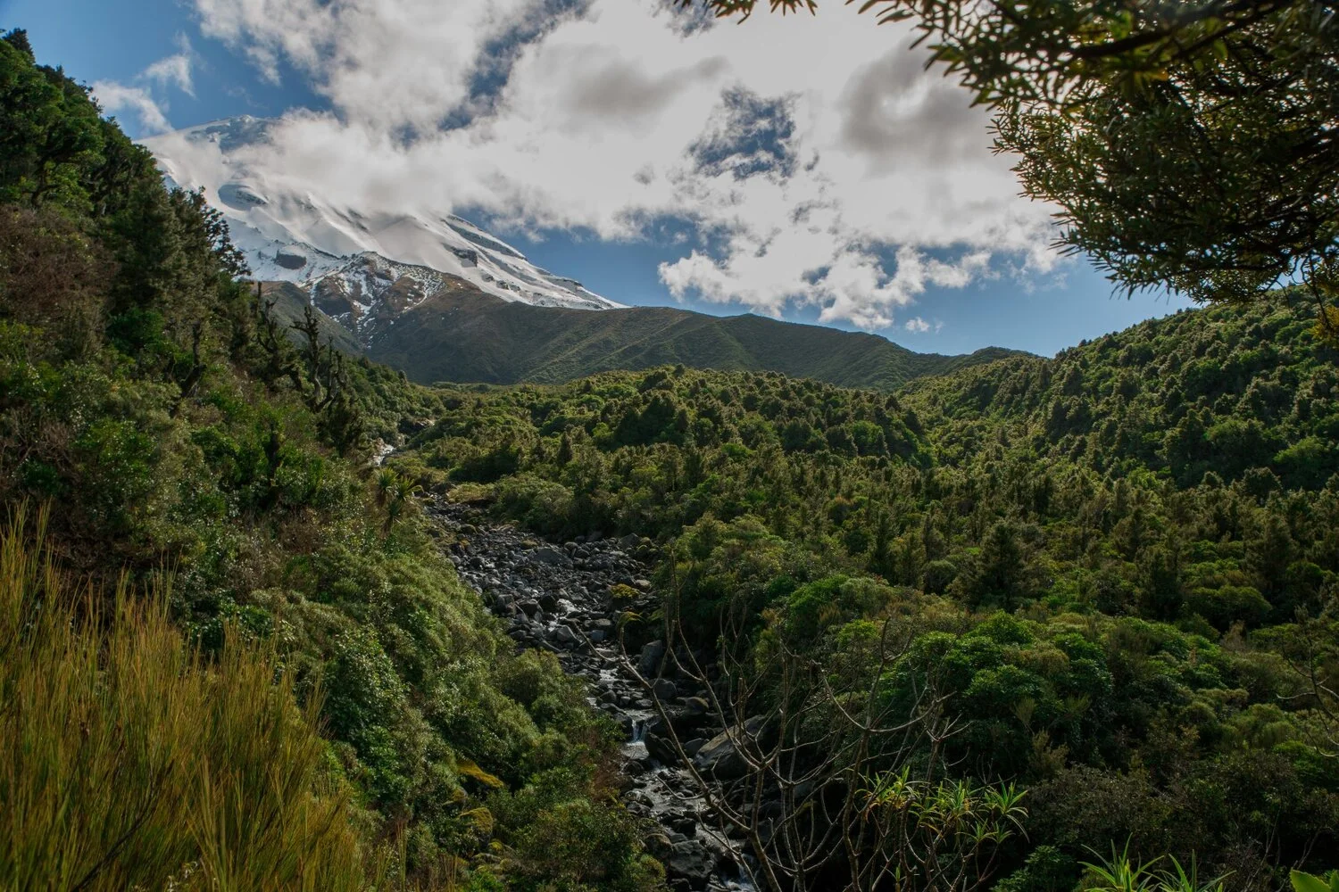 Mt Taranaki,Dawson Falls Tracks,-6379.JPG