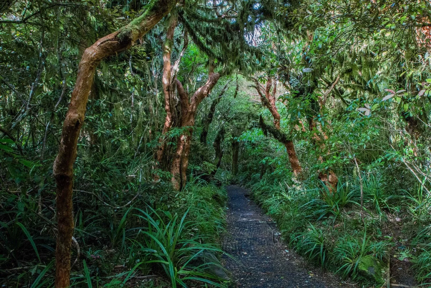 Mt Taranaki,Dawson Falls Tracks,-6417.JPG