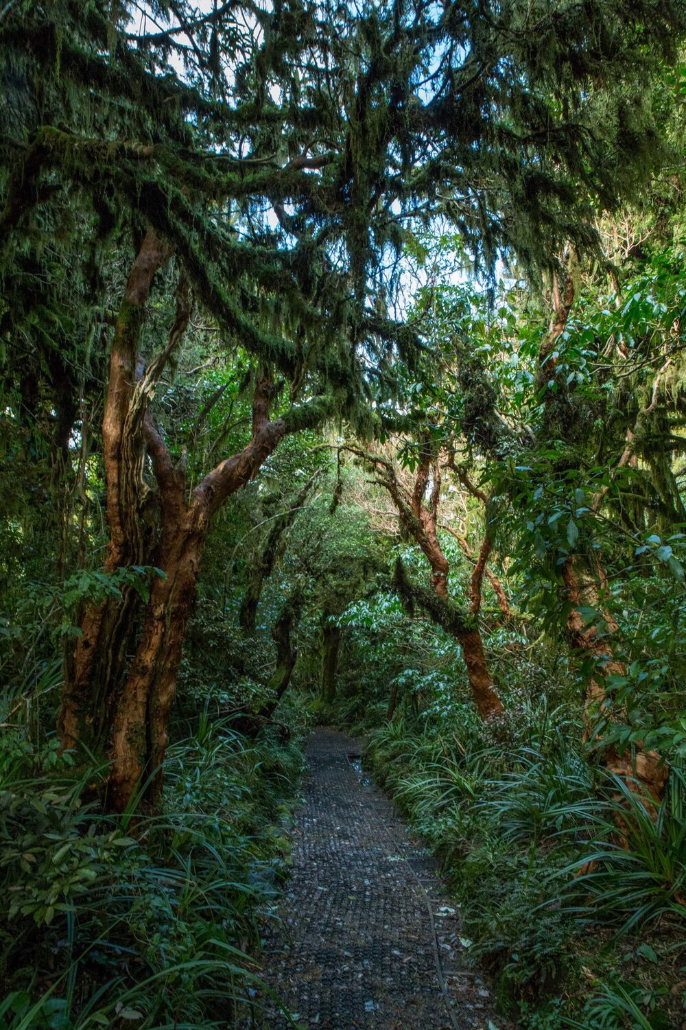 Mt Taranaki,Dawson Falls Tracks,-6418.JPG