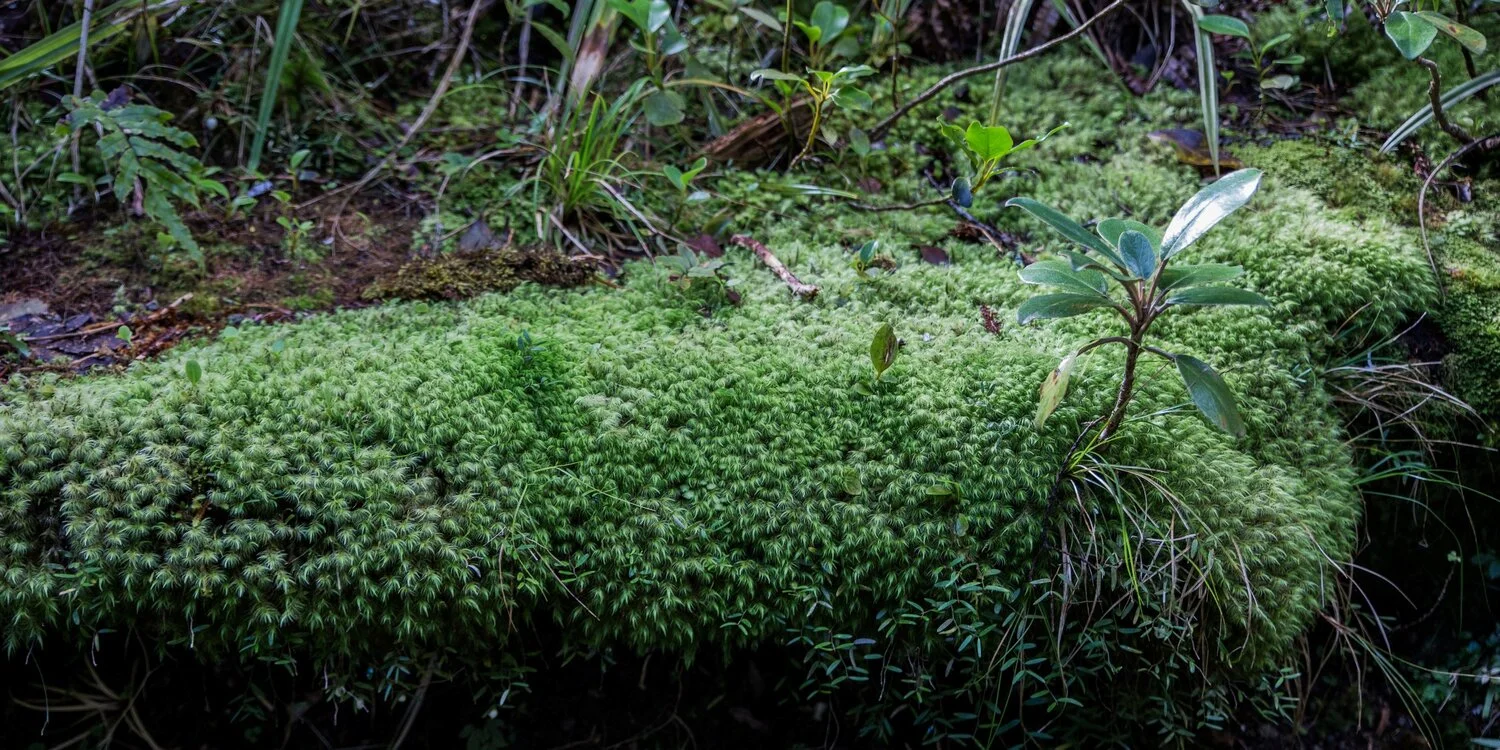 Mt Taranaki,Dawson Falls Tracks,-6429.JPG