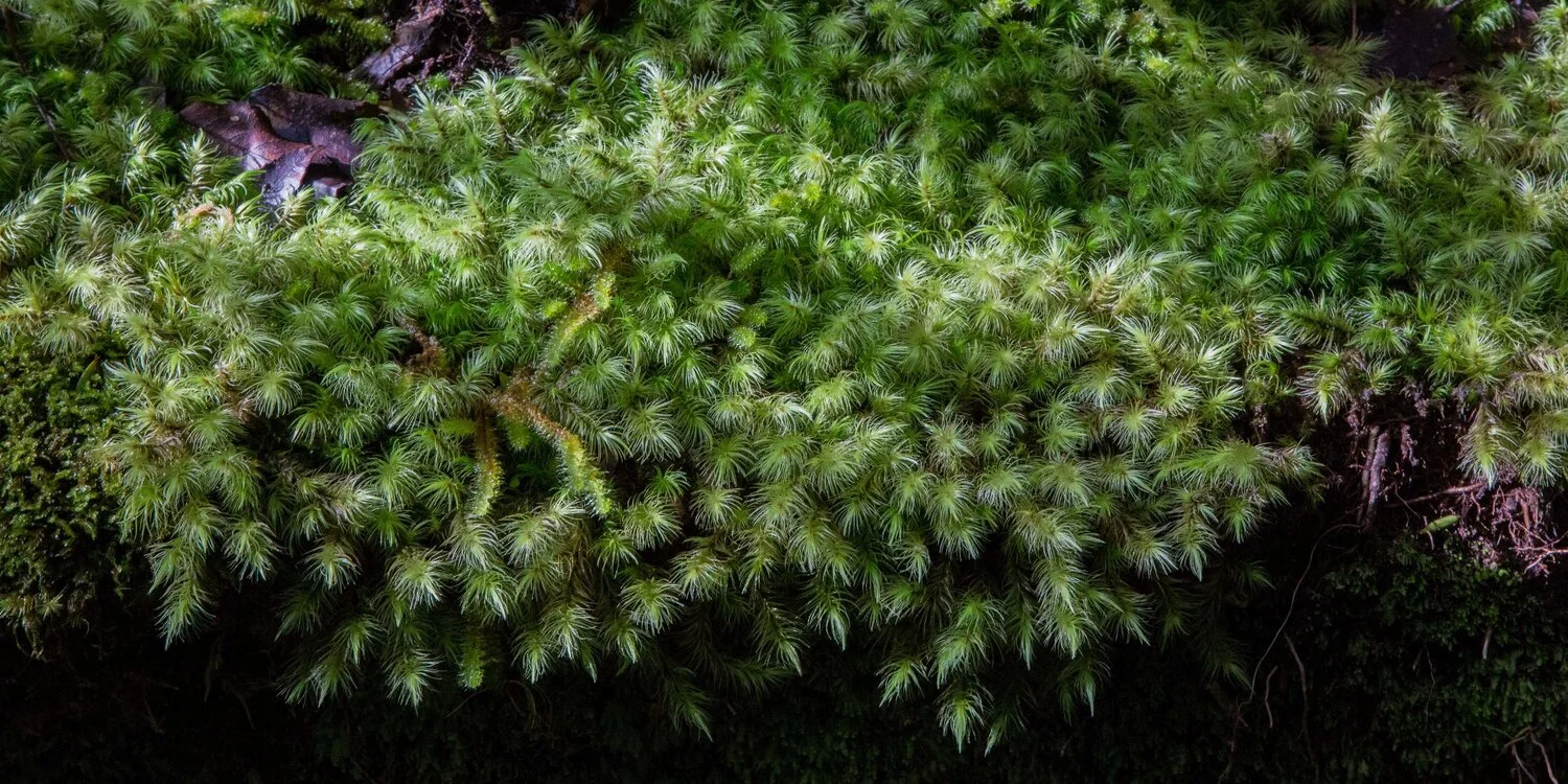 Mt Taranaki,Dawson Falls Tracks,-6433.JPG